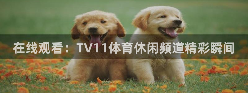 在线观看：TV11体育休闲频道精彩瞬间