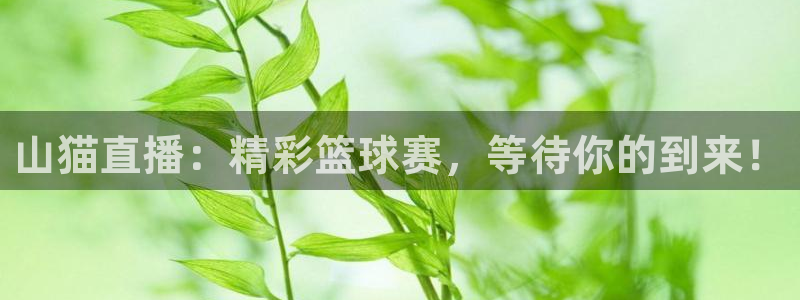 山猫直播：精彩篮球赛，等待你的到来！